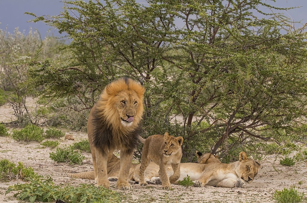 Parc national d’Etosha